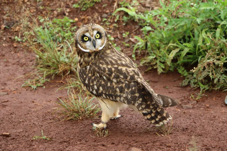 Audubon Society asks for pueo study with Lahaina Bypass project